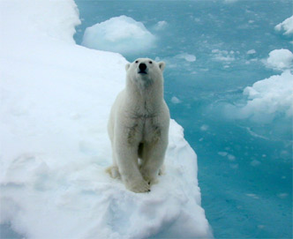 polar bear in the Arctic